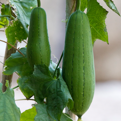 Luffa Cylindrica – Loofah Vegetable Garden Seeds