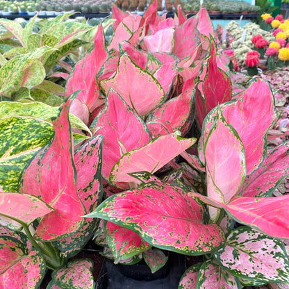 Aglaonema Anjamani Red Seeds Vibrant Indoor Plant Low-Light Air-Purifying