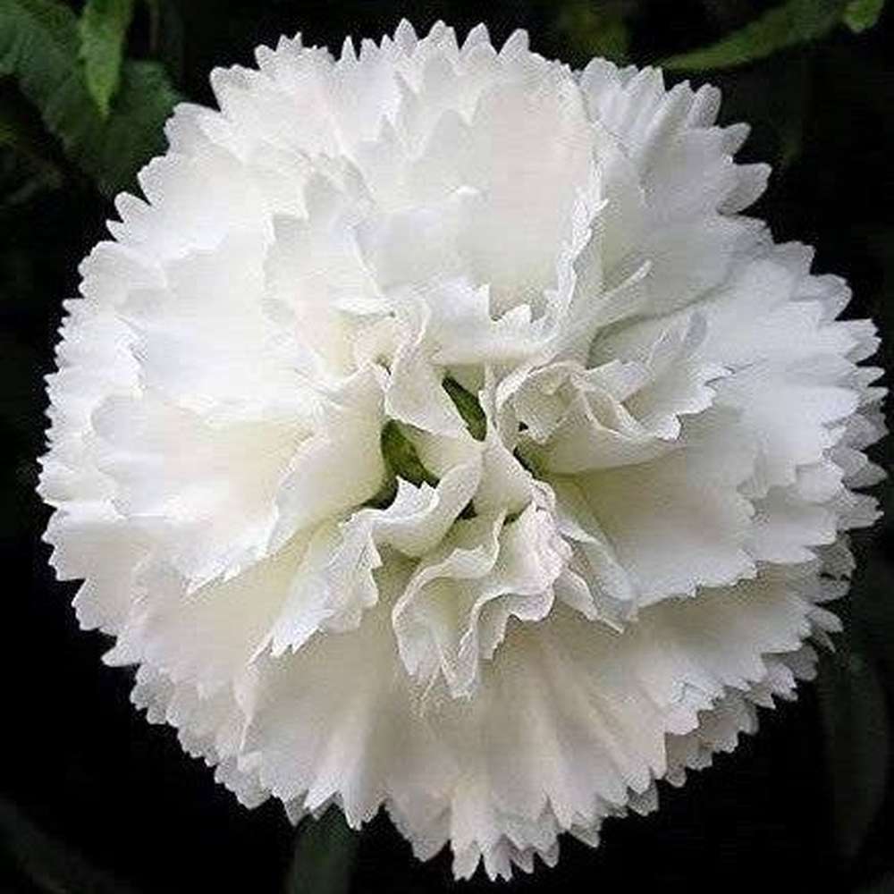 Carnation Dianthus Caryophyllus – Grenadin White Flower Seeds
