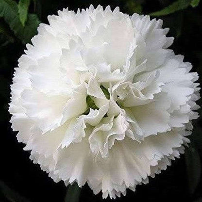 Carnation Dianthus Caryophyllus – Grenadin White Flower Seeds