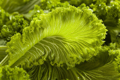 Asian Mustard Green Brassica – Hardy Vegetable Garden Seeds