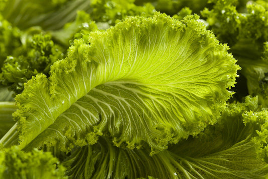 Asian Mustard Green Brassica – Hardy Vegetable Garden Seeds