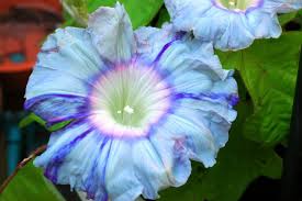 Mountain Stream Keiryu – Garden Flower Seeds
