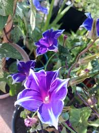 Kikyo Sapphires Japanese – Garden Flower Seeds