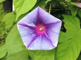 Cosmic Kelli Japanese – Garden Flower Seeds