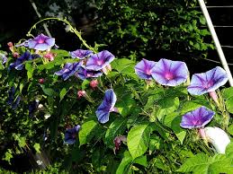Cosmic Kelli Japanese – Garden Flower Seeds