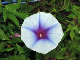 Persephone Japanese Morning – Garden Flower Seeds