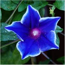 Europa Japanese Morning – Garden Flower Seeds