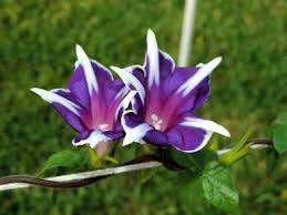 Kikyo Rigel Japanese – Garden Flower Seeds