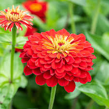The Deep Red – Garden Flower Seeds