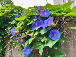 Stargate Japanese Morning – Garden Flower Seeds