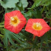 Apricot Candy Ipomoea – Garden Flower Seeds