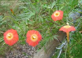 Apricot Candy Ipomoea – Garden Flower Seeds