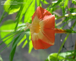 Apricot Candy Ipomoea – Garden Flower Seeds