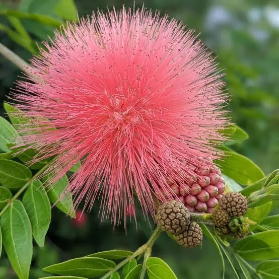 Calliandra Eriophylla Pink Seeds - Fairy Duster Flower - Drought-Tolerant Ornamental Shrub
