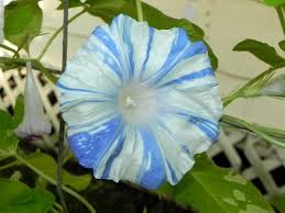 Chiaki With Petaloids – Garden Flower Seeds