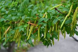 Siberian Peashrub Seeds for Planting (30 Seeds) Attractive Bush That Blooms Flow