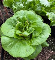 Lettuce Butterhead Bibb Slow Bolting Lactuca Sativa – Crisp Garden Vegetable Seeds