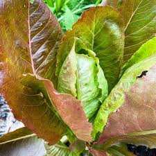 Red Romaine Lettuce – Vegetable Garden Seeds