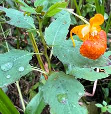 Fresh Jewelweed Impatiens Capensis Touchmenot From Organic For Lbs – Garden Flower Seeds