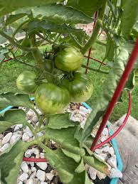 Indian Zebra Heirloom Tomato – Historical Vegetable Seeds