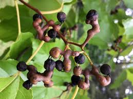 Japanese Raisin Tree Hovenia Dulcis – Fruit Tree Seeds