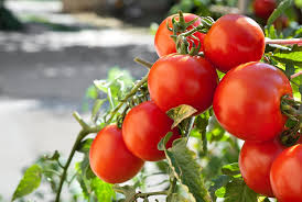 Marglobe Tomato – Heirloom Vegetable Seeds