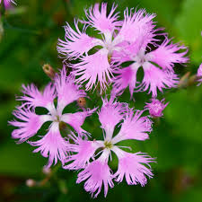 Pinks Dianthus Superbus – Fringed Garden Flower Seeds