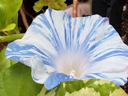 Chiaki With Petaloids – Garden Flower Seeds