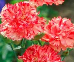 Carnation Chabaud Avranchin Dianthus Caryophyllus – Dwarf Garden Flower Seeds