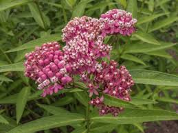 Swamp Milkweed – Pollinator Friendly Wildflower Seeds