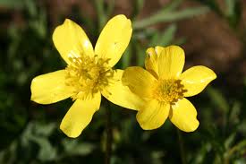 Western Buttercup – Long Blooming Field Flower Seeds