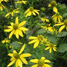 Wild Golden Glow Rudbeckia Laciniata – Colorful Wildflower Garden Seeds