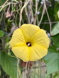 Yellow Trumpet Ipomoea – Garden Flower Seeds