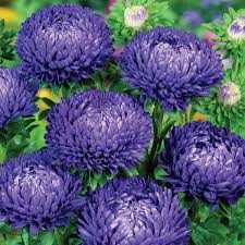 Aster Pompon Light Blue Callistephus Chinensis – Dwarf Pompon Garden Flower Seeds
