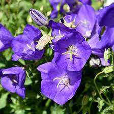 Bellflower Willow Peach Lived Blue Campanula Persicifolia – Perennial Flower Seeds