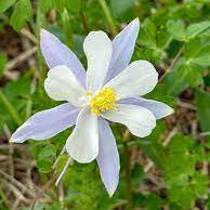 Wild Mountain Flower Seeds – Heirloom, Non-GMO, Hardy Alpine Wildflower Mix