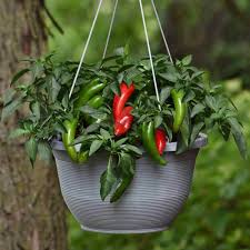 Jalapeno Pepper Seeds – Garden Vegetable Seeds