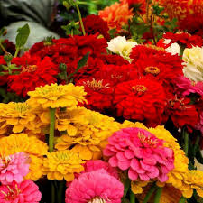 Dahlia Flowered Mixed Zinnia – Colorful Wildflower Seeds
