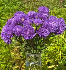Aster Pompon Light Blue Callistephus Chinensis – Dwarf Pompon Garden Flower Seeds