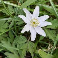 Wild Woodland Flower Seeds for Planting – Heirloom, Non-GMO, Shade-Tolerant Forest Blend