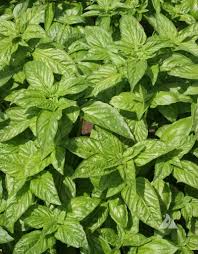 Basil Sweet Genovese Ocimum Basilicum – Culinary Herb Vegetable Seeds
