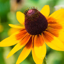 Gloriosa Daisy – Bright Wildflower Garden Seeds