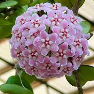 Hoya Carnosa ‘Compacta’ Flowering Plant Seeds – Twisted Foliage, Vining Houseplant Variety