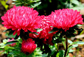 Aster Milady Scarlet Red Dwarf Callistephus Chinensis – Compact Garden Flower Seeds