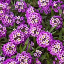 Alyssum Purple Royal Carpet Lobularia Maritima – Perennial Groundcover Flower Seeds