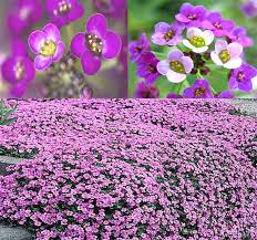 Alyssum Purple Royal Carpet Lobularia Maritima – Perennial Groundcover Flower Seeds