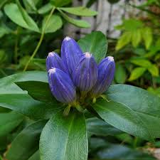 Bottle Gentian – Hardy Wildflower Garden Seeds