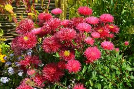 Aster Milady Scarlet Red Dwarf Callistephus Chinensis – Compact Garden Flower Seeds
