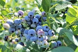 Northern Highbush Blueberry – Hardy Fruit Tree Seeds